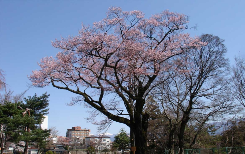千代蔵桜