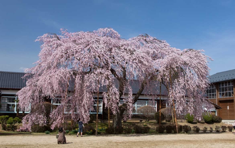 杵原学校の枝垂れ桜