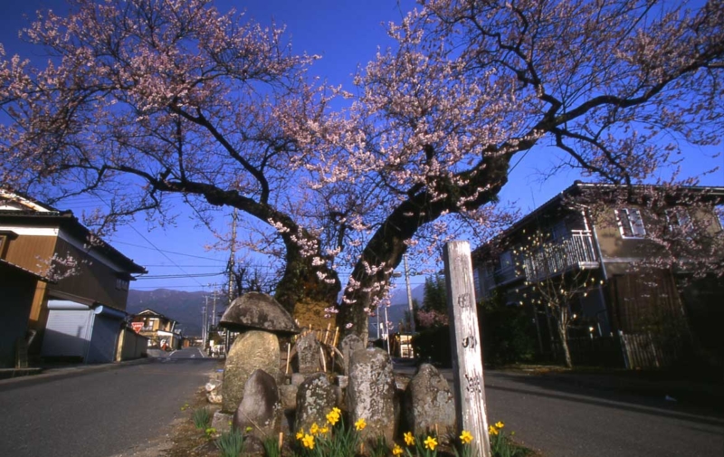 原田の桜