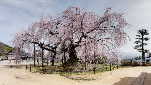 飯田市座光寺麻績の舞台桜