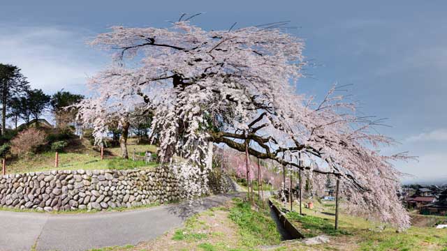 飯田市毛賀くよとの枝垂れ桜
