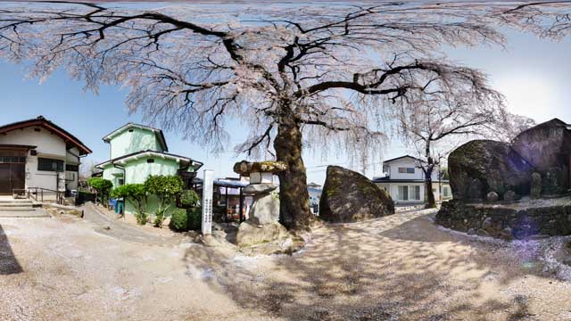 飯田市三石の枝垂れ桜