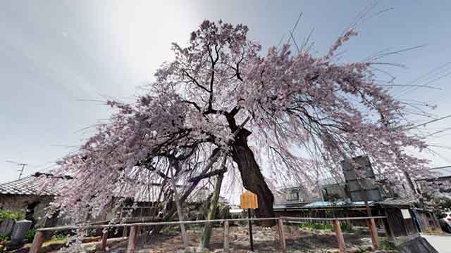 高松薬師寺の枝垂れ桜