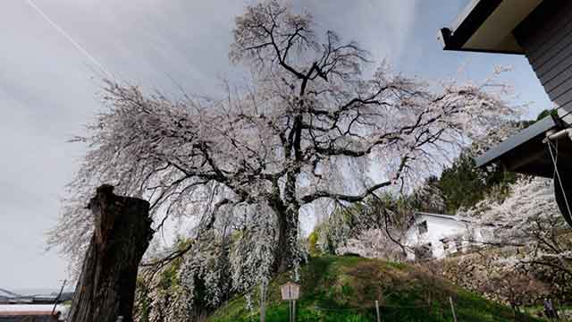 石塚の桜
