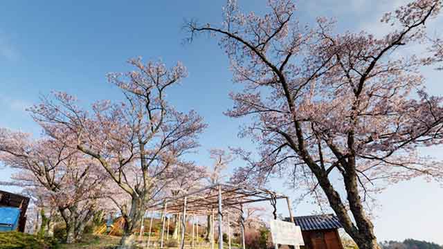 万寿山の桜