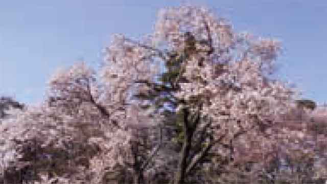 天龍峡の山桜