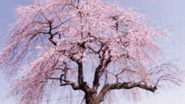 別曽峠の柳桜