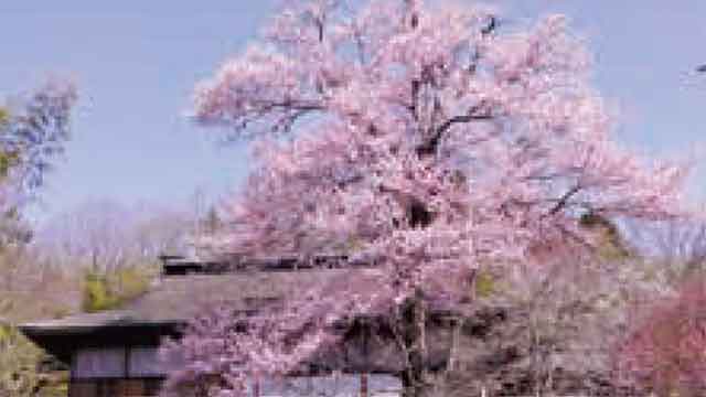 小笠原屋敷の紅彼岸桜