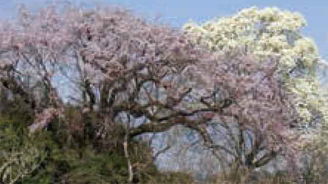 川手家の桜