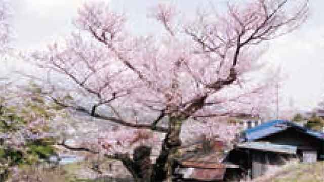 生田円満坊の桜