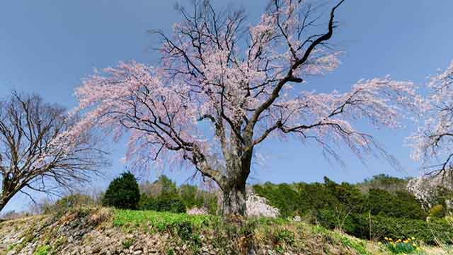 氏乗の枝垂れ桜