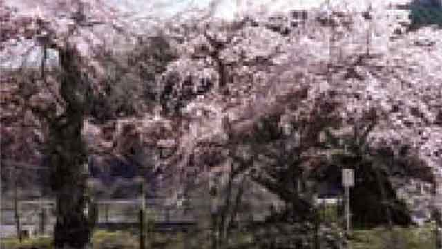 清南寺の夫婦桜