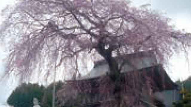 瑞光院の桜
