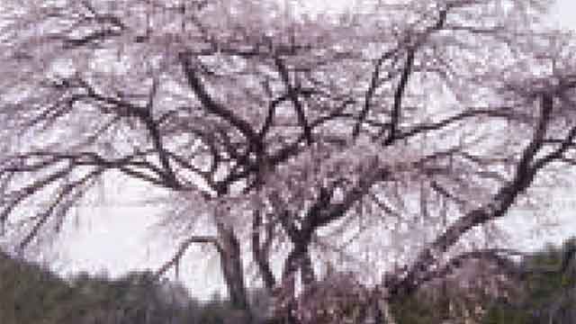 南一の枝垂れ桜