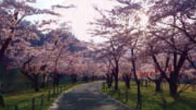 平岡松島桜公園の桜