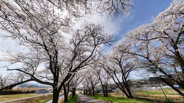 松木渡場の桜並木