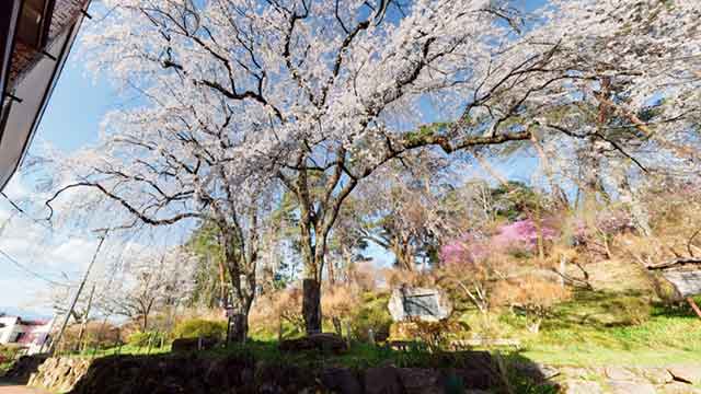 天龍峡遊歩道市丸歌碑の枝垂れ桜
