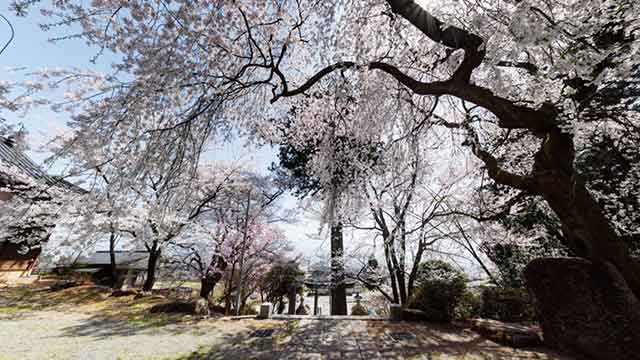 牛牧神社巨大一本杉枝垂れ桜