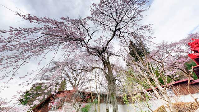 飯田市元善光寺平和殿前のエドヒガン桜