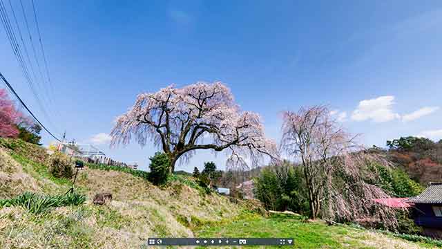 笹見平の枝垂れ桜