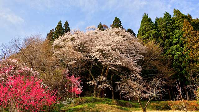 阿智村駒場市の沢の彼岸桜