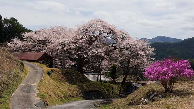 新野矢野愛宕神社の桜