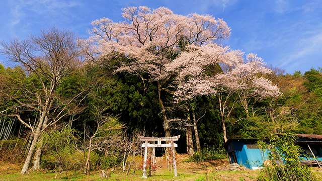 八王子神社の桜